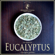 EUCALYPTUS "Eucalyptus globulus"