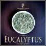 EUCALYPTUS "Eucalyptus globulus"
